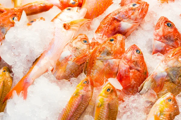 Poisson vivaneau rouge sur le marché humide — Photo