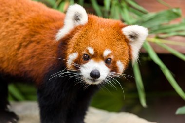 Küçük Panda kameraya bakıyor