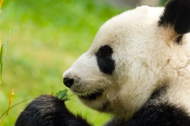 Panda bambu yeme yakın çekim