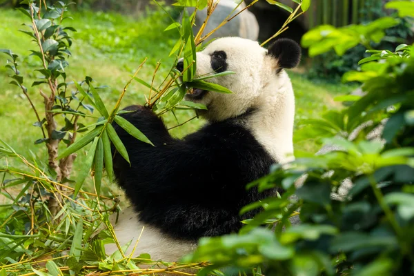 Panda bear eating bamboo — Stock Photo, Image