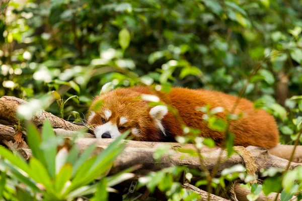 Panda rojo somnoliento —  Fotos de Stock