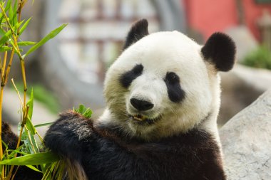Panda bambu yiyor.