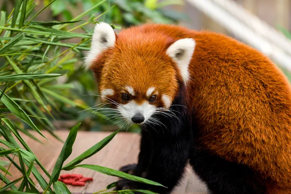 Panda červená, sedí na stole — Stock fotografie