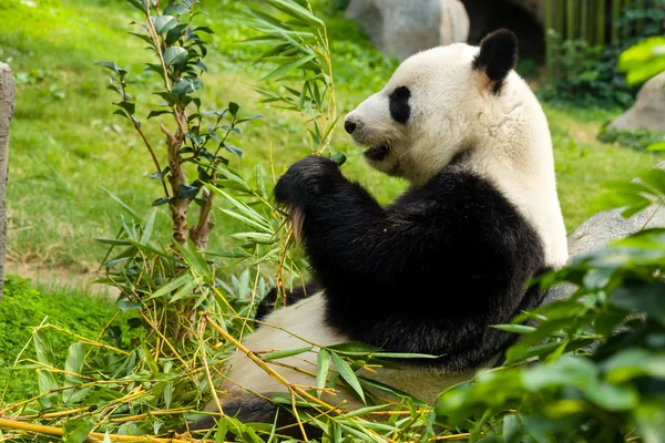 Панда-медведь ест бамбук — стоковое фото