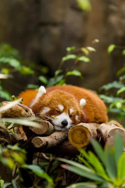 Red Panda ayısı dinlenme — Stok fotoğraf