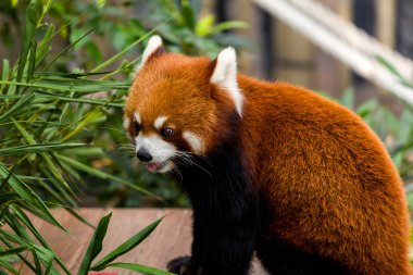 Red panda Hayvanat Bahçesi