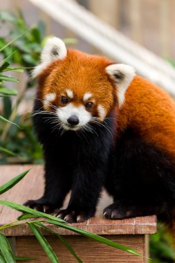 Red panda in zoo clipart