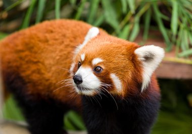 meraklı red panda