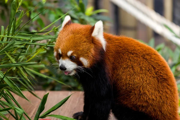 Roter Panda im Zoo — Stockfoto