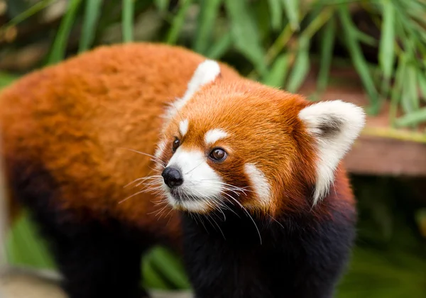 Kurioser roter Panda — Stockfoto