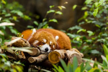 Kırmızı panda uyuyor.