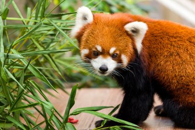 Kızıl panda