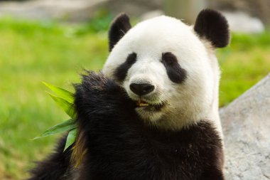 Panda bambu yiyor.