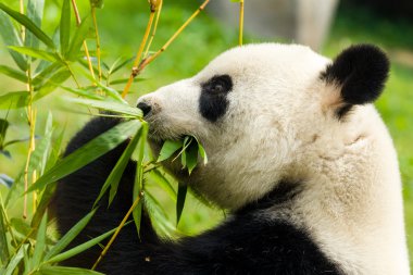 Panda bambu yiyor.