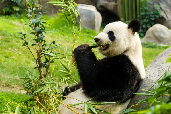 Panda medvěd jíst bambus — Stock fotografie