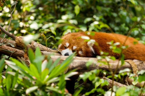 Kırmızı panda uyuyor. — Stok fotoğraf