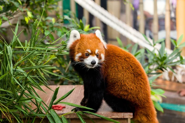 Oso panda rojo — Foto de Stock