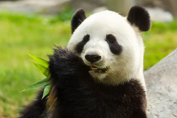 Panda bear eating bamboo — Stock Photo, Image