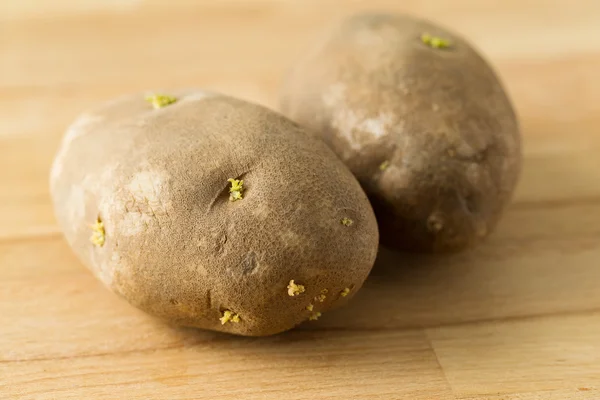 Two germinating potatoes — Stock Photo, Image