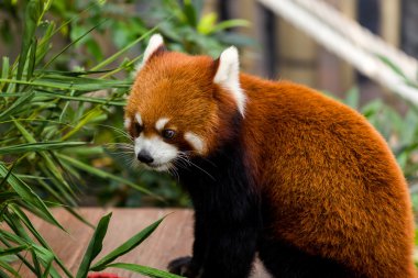 Red Panda bambu yaprakları bak