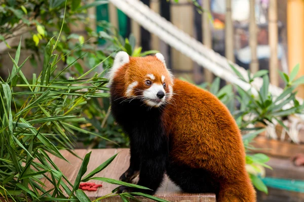 Kırmızı masada oturan Panda