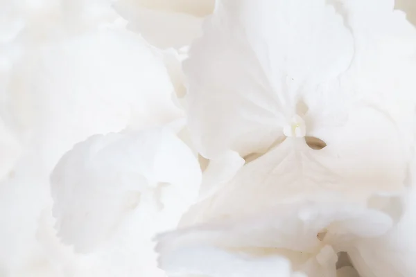 Witte hortensia bloem — Stockfoto