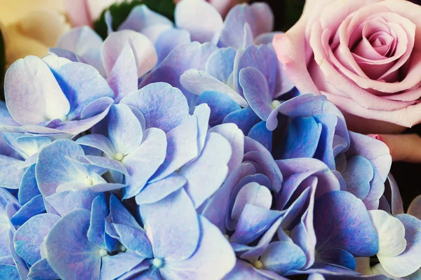 Blauwe Hydrangea en rose — Stockfoto