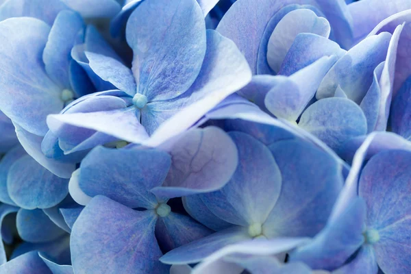 Blue hydrangea flower — Stock Photo, Image