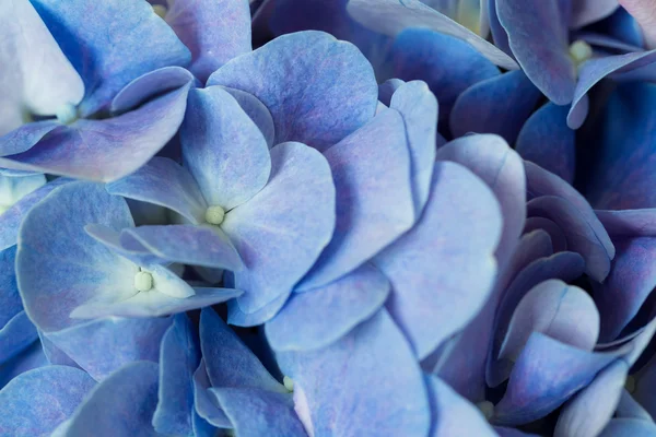 Piękne niebieskie kwiaty hortensji — Zdjęcie stockowe