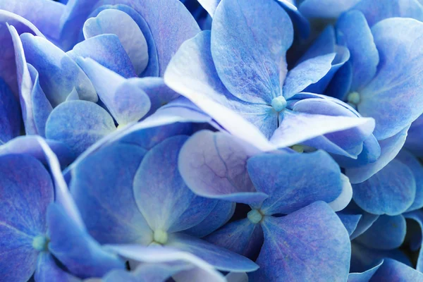 Beautiful blue Hydrangea flowers — Stock Photo, Image
