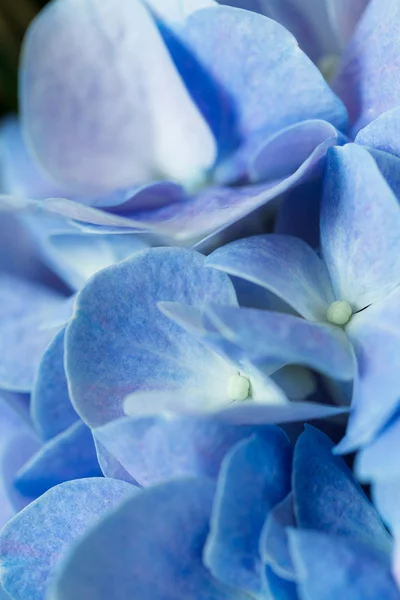 Όμορφα μπλε λουλούδια ορτανσία — Φωτογραφία Αρχείου
