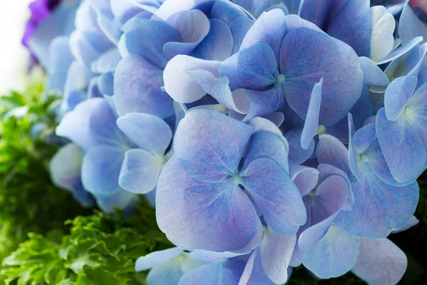 Сині гортензії квіти — стокове фото