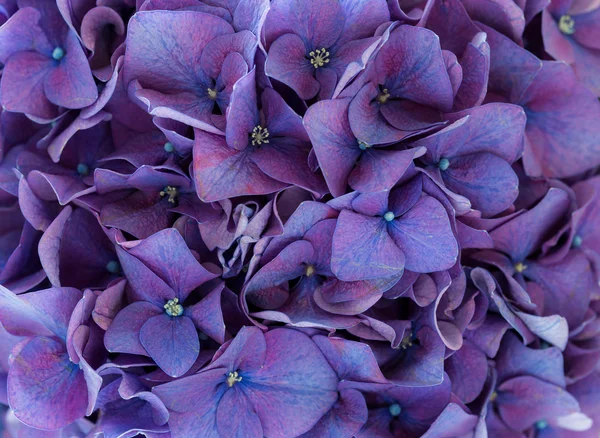 Purple Hydrangea flowers — Stock Photo, Image