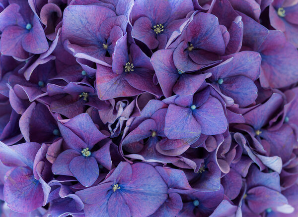 purple Hydrangea flowers