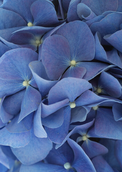 Beautiful blue Hydrangea flowers