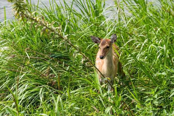 Sika deer in tall grass — Stock Photo, Image