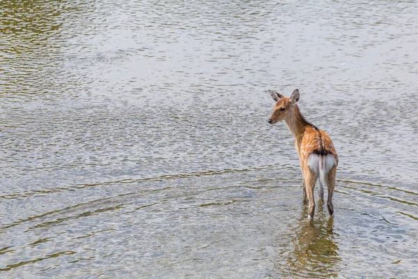 Cervos Sika andando no rio — Fotografia de Stock