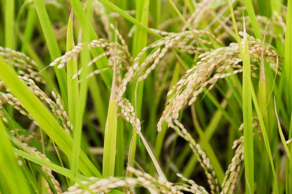 Рисовое поле вблизи — стоковое фото