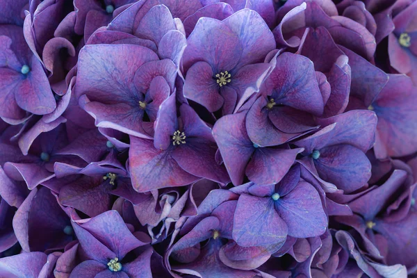 Purple hydrangea flowers — Stock Photo, Image
