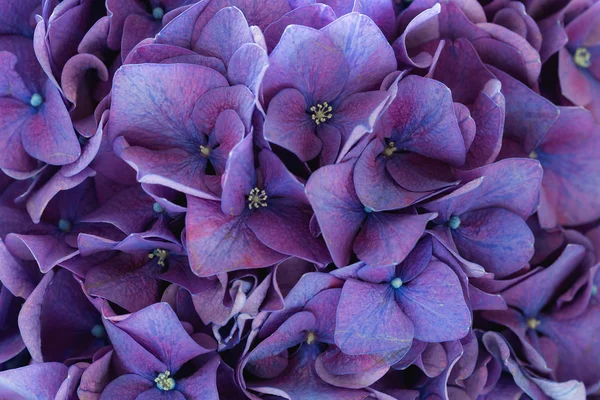 Flores de hortensia púrpura —  Fotos de Stock