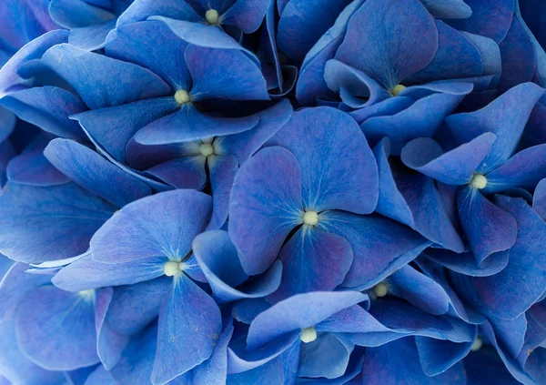 Blue Hydrangea macrophylla flowers — Stock Photo, Image