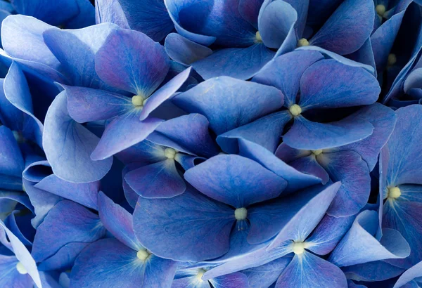 Mavi Hydrangea macrophylla çiçekler — Stok fotoğraf