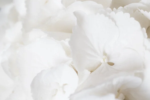 White hydrangea flowers — Stock Image White hydrangea flowers Royalty Free Stock Photos