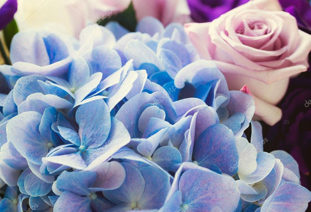 Blue Hydrangea And Purple Rose Flowers Stock Photo