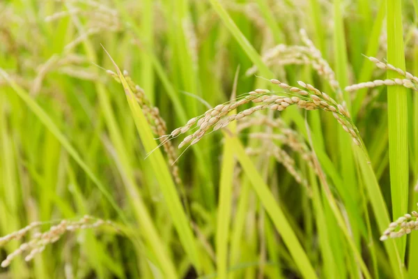 Reisfeld aus nächster Nähe — Stockfoto