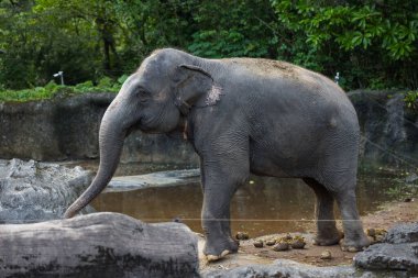 Hayvanat bahçesinde yürüyen büyük bir fil.
