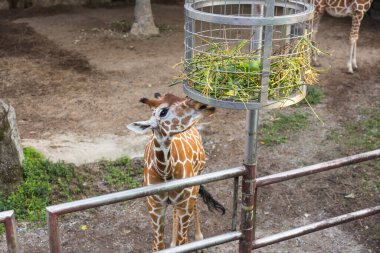 Hayvanat bahçesi bahçesinde yaprak yiyen zürafa.