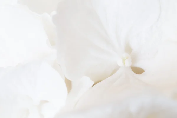 Květ bílý hortenzie — Stock fotografie