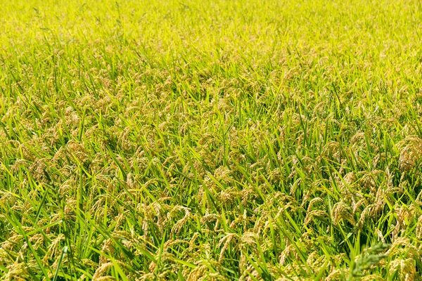 Sarı pirinç tarlası — Stok fotoğraf
