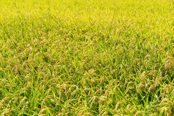 Campo de arroz amarillo — Foto de Stock